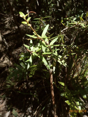 Podocarpus laetus × Podocarpus totara