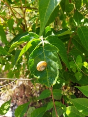 Gastropoda