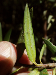 Podocarpus laetus × Podocarpus totara