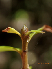 Podocarpus laetus × Podocarpus totara