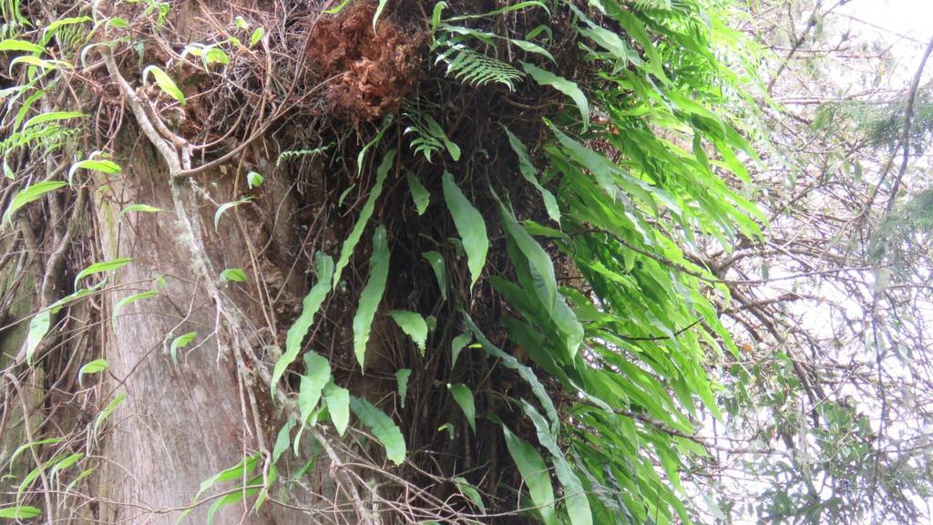 Oleandra wallichii (Oleandra wallichii)
