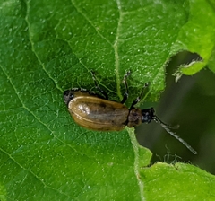 Lochmaea