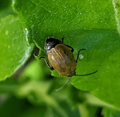 Lochmaea
