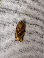 Choristoneura fractivittana