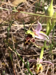 Ophrys scolopax