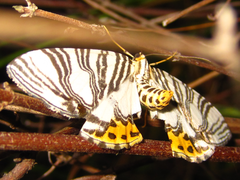 Callabraxas compositata