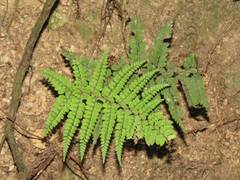 Athyrium delavayi subrigescens
