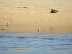 Calidris minuta