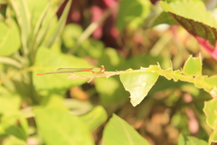 Ceriagrion cerinorubellum