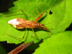 Gorpis brevilineatus