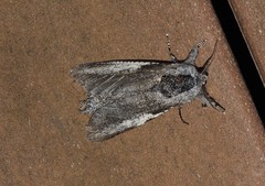 Endoxyla secta