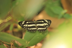 Neptis hylas