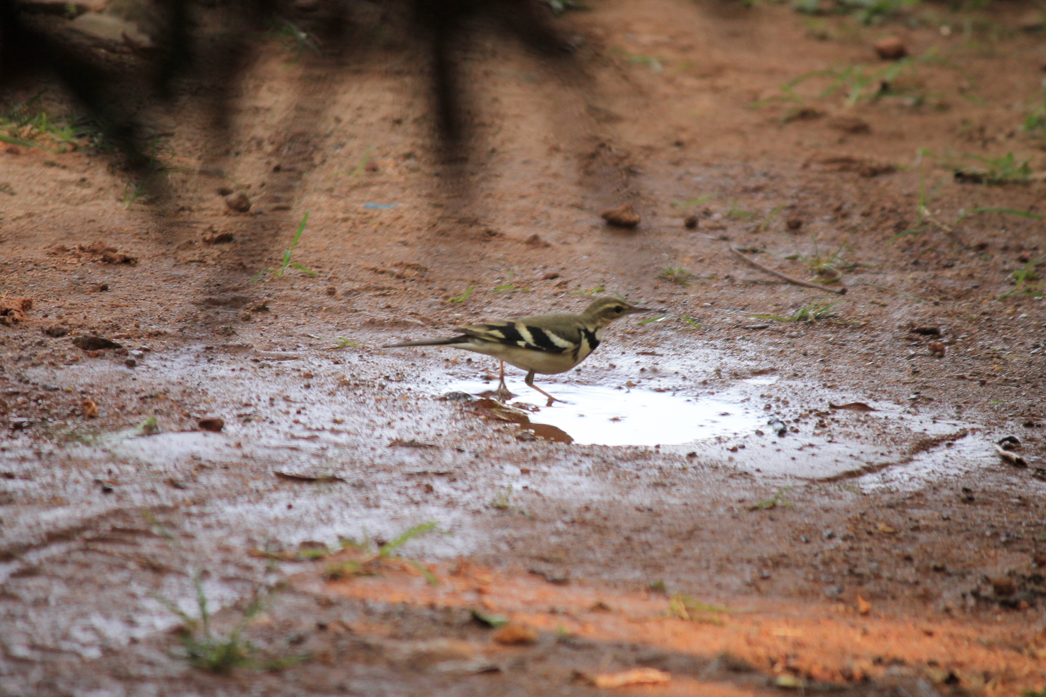 Forest Wagtail