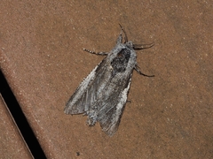 Endoxyla secta