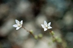 Micranthes bryophora