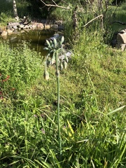 Allium siculum