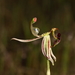Caladenia drakeoides - Photo (c) robert davis, some rights reserved (CC BY-NC), uploaded by robert davis