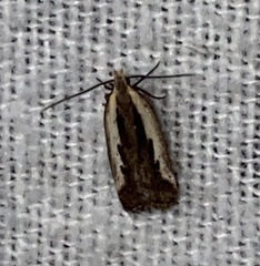 Dichomeris serrativittella