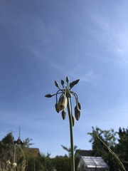 Allium siculum