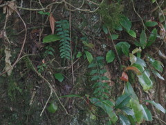 Asplenium yoshinagae