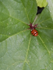 Harmonia axyridis