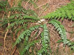 Asplenium gueinzianum