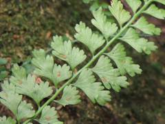 Asplenium gueinzianum