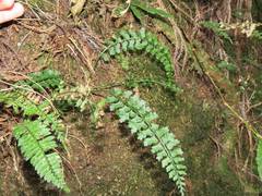 Asplenium gueinzianum
