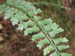 Asplenium gueinzianum