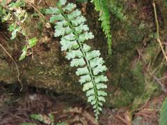 Asplenium gueinzianum