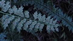 Asplenium gueinzianum