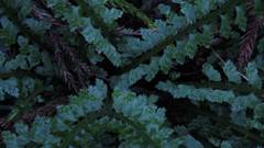 Asplenium gueinzianum