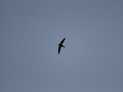 Hirundapus caudacutus