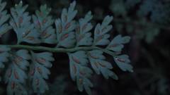 Asplenium gueinzianum