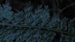 Asplenium gueinzianum