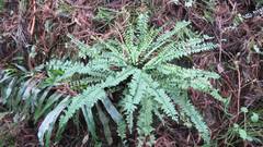 Asplenium gueinzianum
