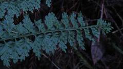 Asplenium gueinzianum