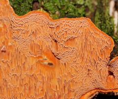 Gloeoporellus merulinus