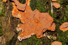 Gloeoporellus merulinus