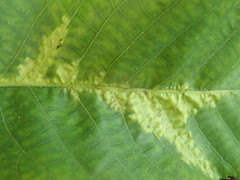 Pseudomicrostroma juglandis