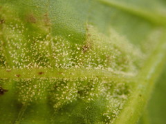 Pseudomicrostroma juglandis
