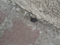 Protaetia morio