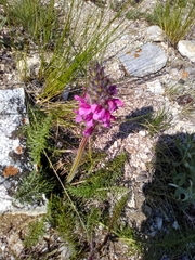 Pedicularis rubens