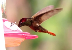 Chrysolampis mosquitus