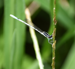 Agriocnemis pieris