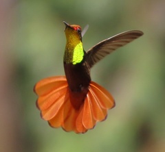 Chrysolampis mosquitus