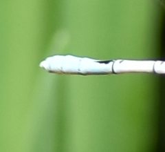Agriocnemis pieris