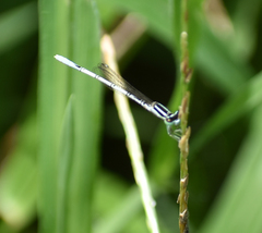 Agriocnemis pieris
