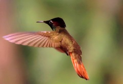 Chrysolampis mosquitus