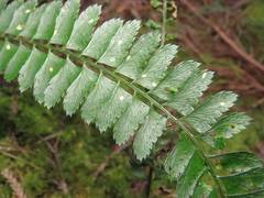 Polystichum hancockii